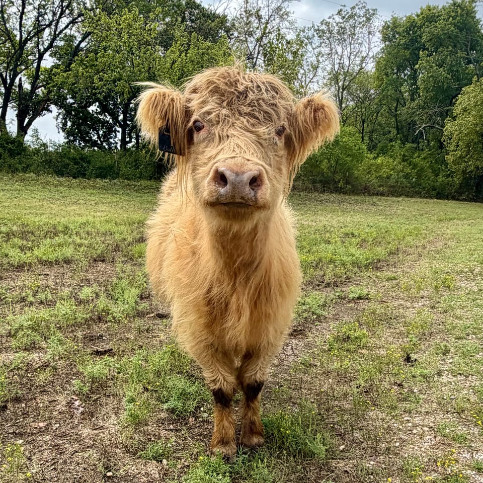 Butters