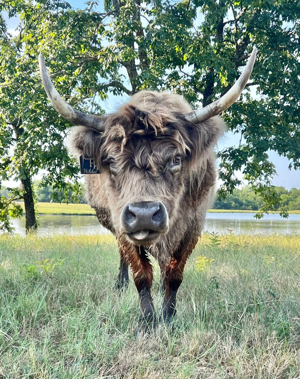 Hilda, who made a full recovery after surgery in 2026