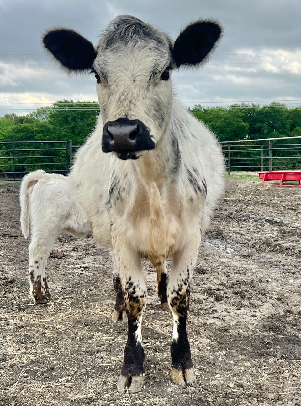 Pepper