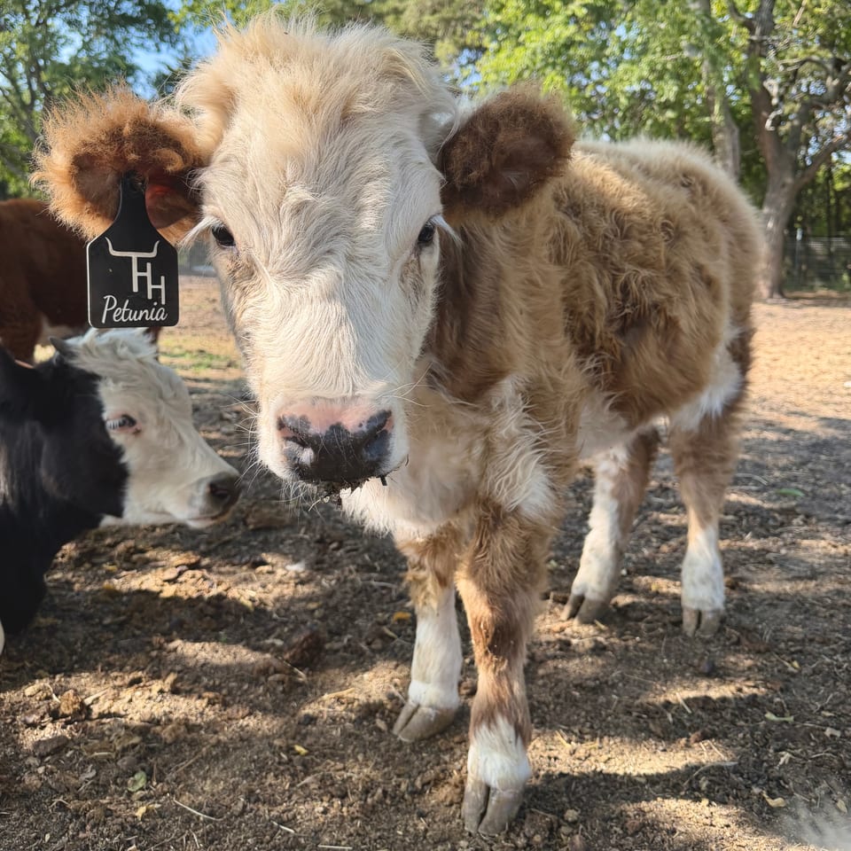 Petunia