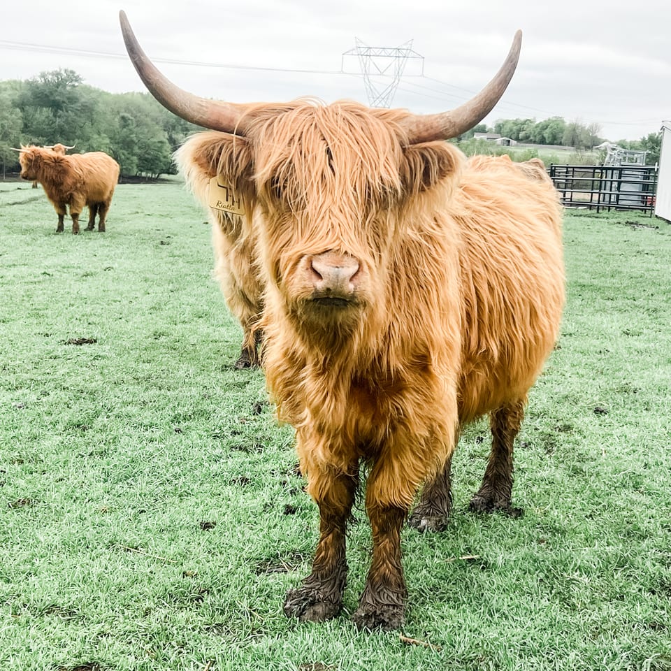 Riatta, a Highland cow at Tesch Hillside Ranch