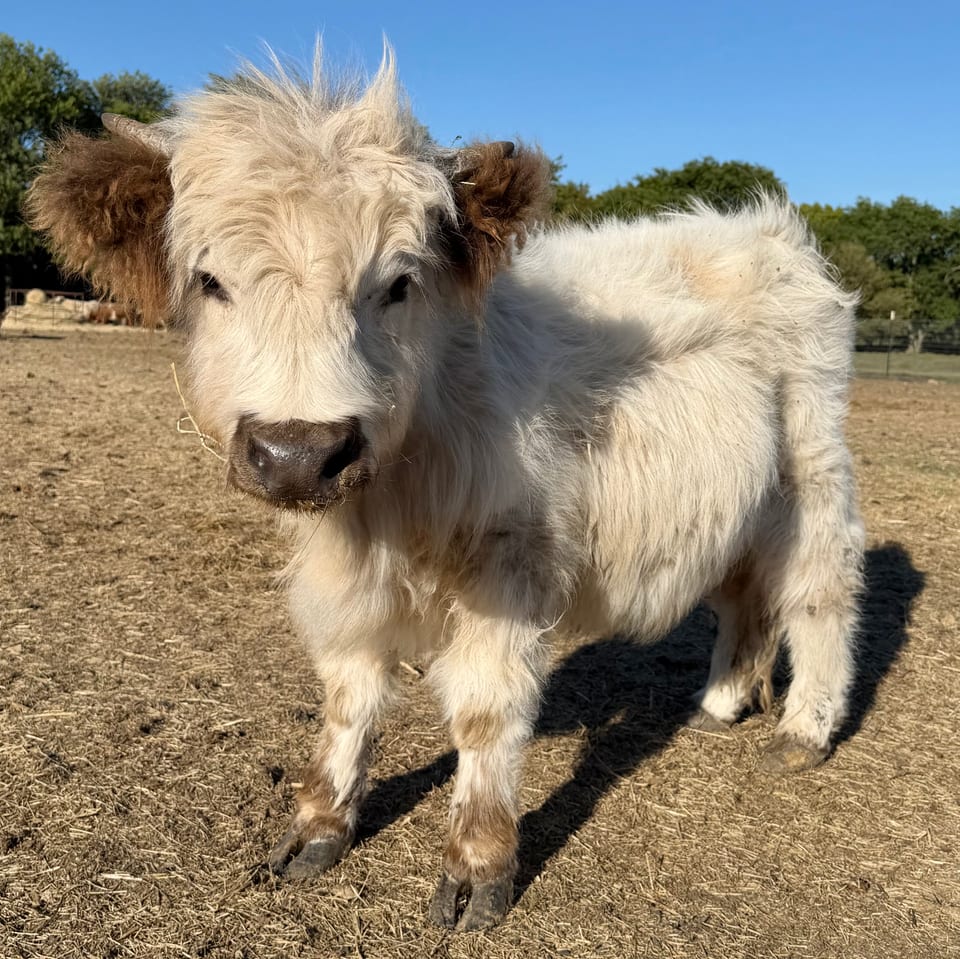 Teddy, a Highland cow at Tesch Hillside Ranch