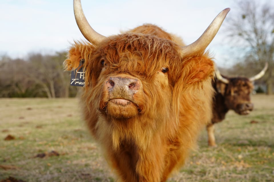 Trudy, a Highland cow at Tesch Hillside Ranch