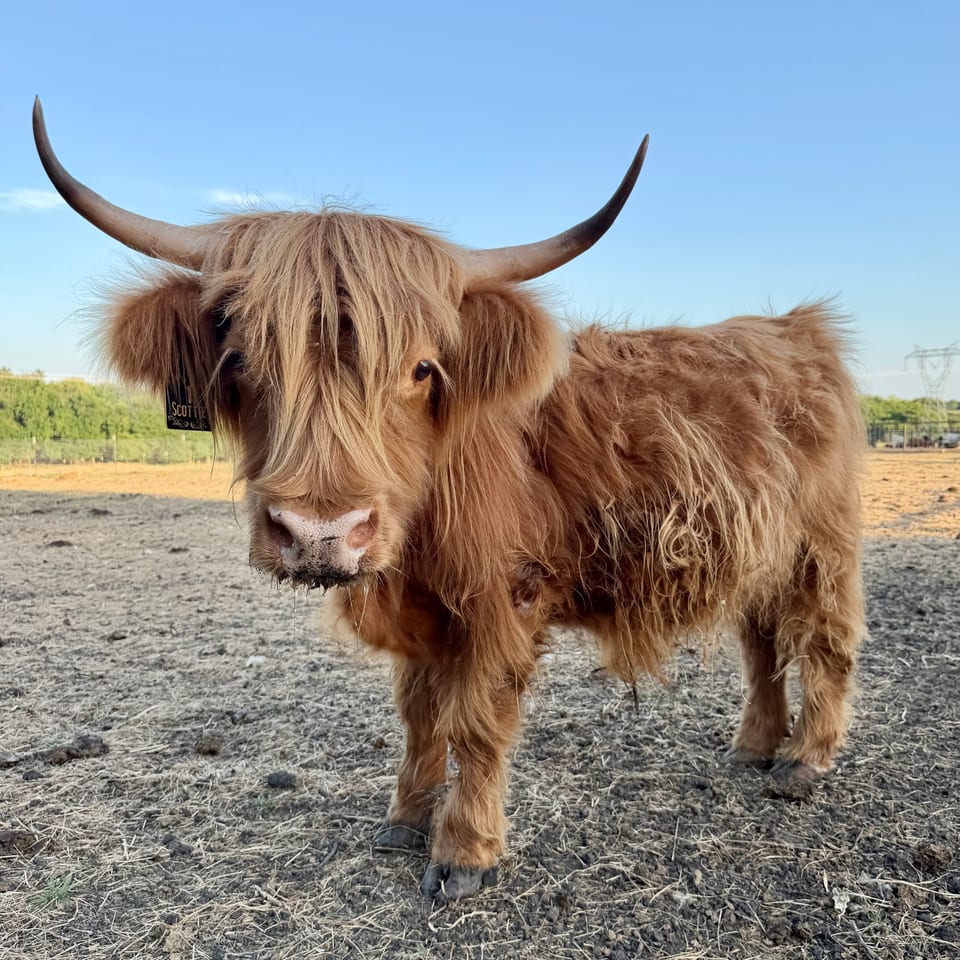 A shaggy Highland in the pasture