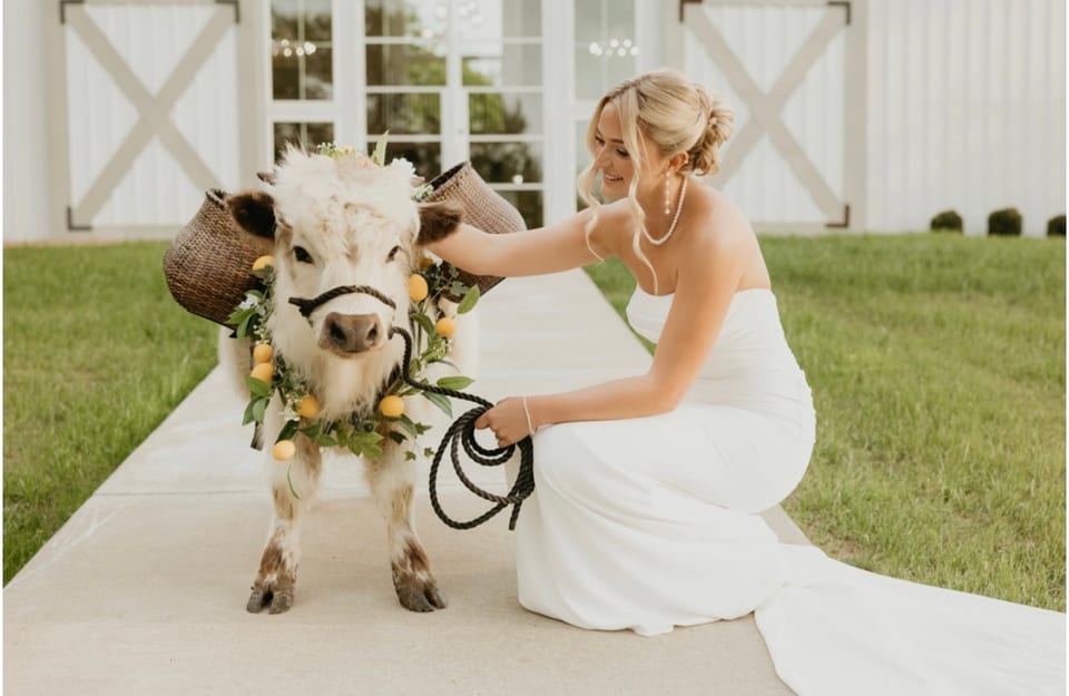 A Mini Moo dressed for a wedding